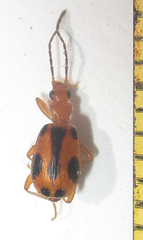 Brachinus leprieuri