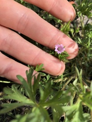 Geranium dissectum