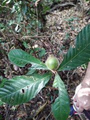 Duroia hirsuta