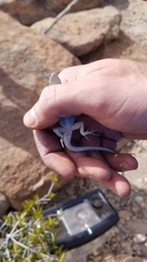Sceloporus tristichus