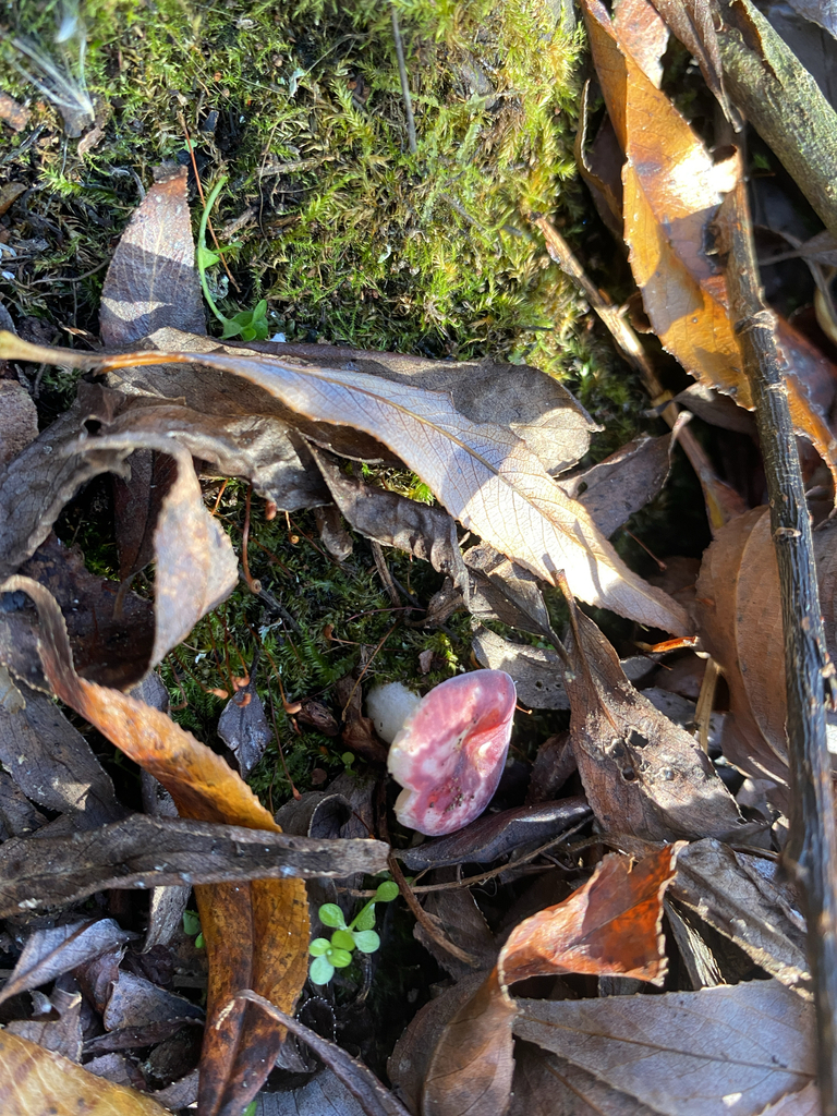 Russula roseopileata · May 2026 · photo: © hannah_whittall (iNaturalist, cc-by)
