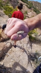 Sceloporus tristichus