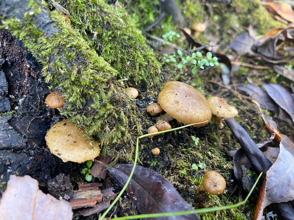 Pholiota subflammans · May 2026 · photo: © hannah_whittall (iNaturalist, cc-by)