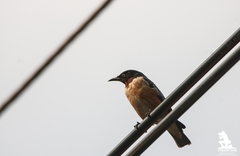 Saroglossa spilopterus