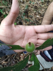 Duroia hirsuta