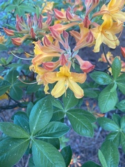 Rhododendron flammeum