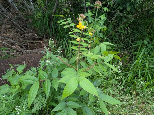 Senna occidentalis observed 2026-05-01