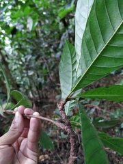 Duroia hirsuta
