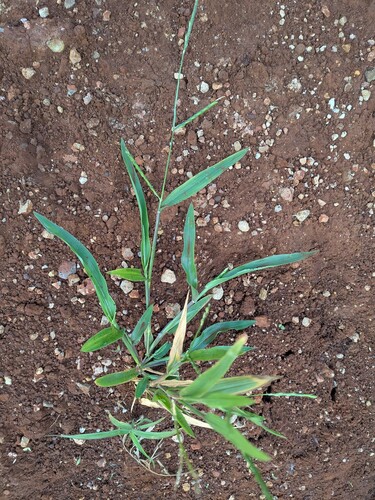 Urochloa plantaginea observed 2026-05-01
