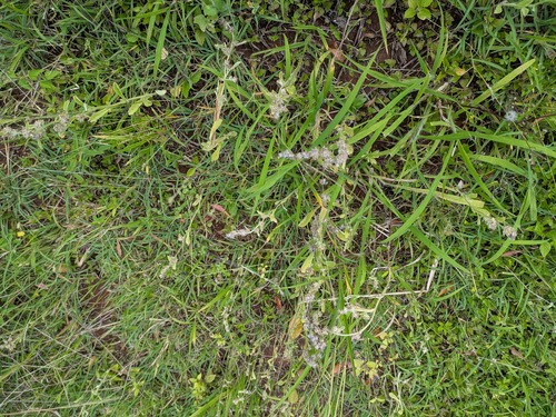 Gamochaeta pensylvanica observed 2026-05-01