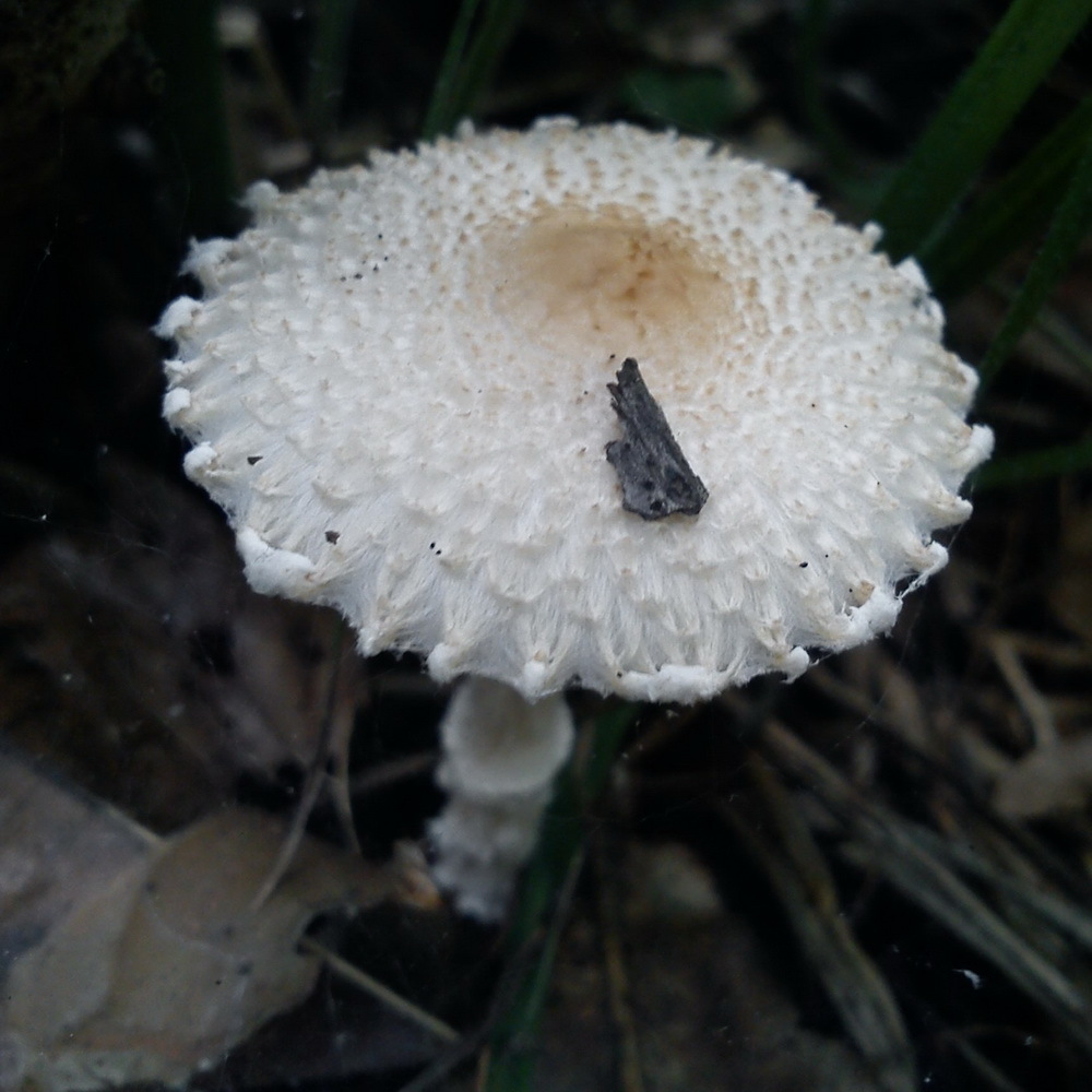 Shield Dapperling (Simon and Shuster's Guide To Mushrooms) · iNaturalist