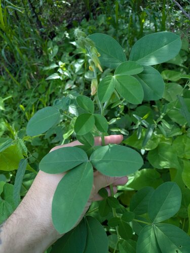 Crotalaria incana observed 2026-05-01