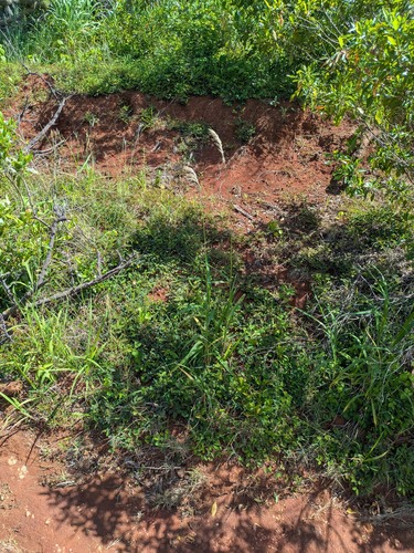 Digitaria insularis, photograph 1