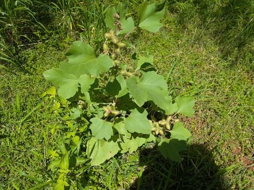 Xanthium strumarium observed 2026-05-01