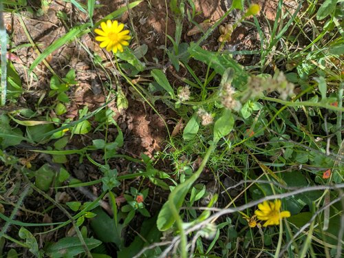 Thymophylla tenuiloba observed 2026-05-01