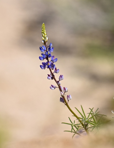 Coulter's lupine