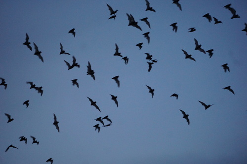 Mexican Free-tailed Bat observed by npyl