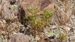 Spermolepis lateriflora