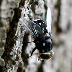 Chrysorutilia