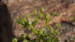 Spermolepis lateriflora