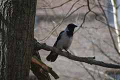 Corvus cornix