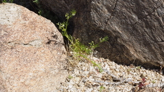 Spermolepis lateriflora