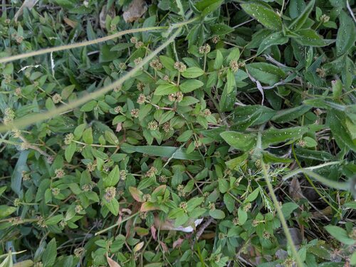 Euphorbia ophthalmica, 2026-05-01