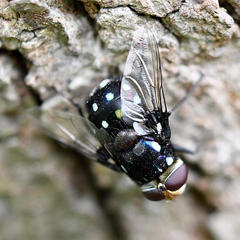 Chrysorutilia
