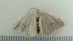 Macaria occiduaria