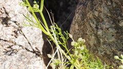 Spermolepis lateriflora