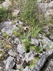 Bifora americana