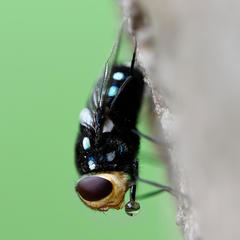 Chrysorutilia
