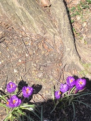 Crocus vernus