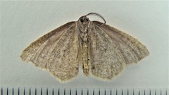 Macaria occiduaria