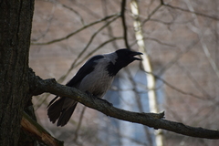Corvus cornix