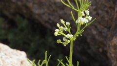 Spermolepis lateriflora