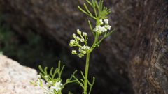 Spermolepis lateriflora