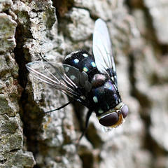 Chrysorutilia