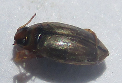 Dytiscoidea