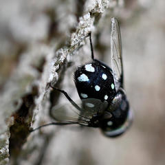 Chrysorutilia