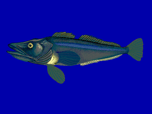 Patagonian toothfish - Wikipedia