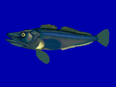 South Georgia Icefish photo 2