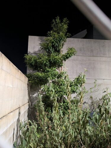 Santalum album observed 2026-05-08