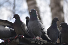 Columba livia domestica