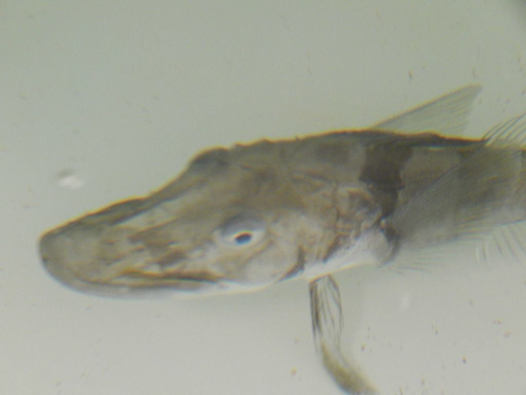 Blackfin Icefish