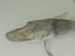 Blackfin Icefish photo 3