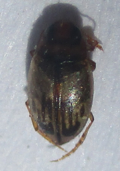 Dytiscoidea