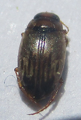 Dytiscoidea