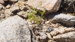 Spermolepis lateriflora