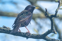 Sturnus vulgaris